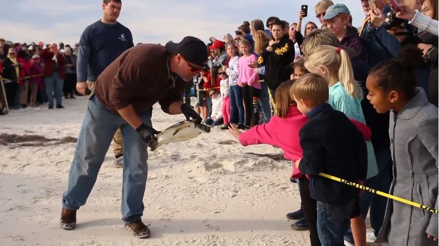 Rescued Sea Turtles Released at St. George Island State Park