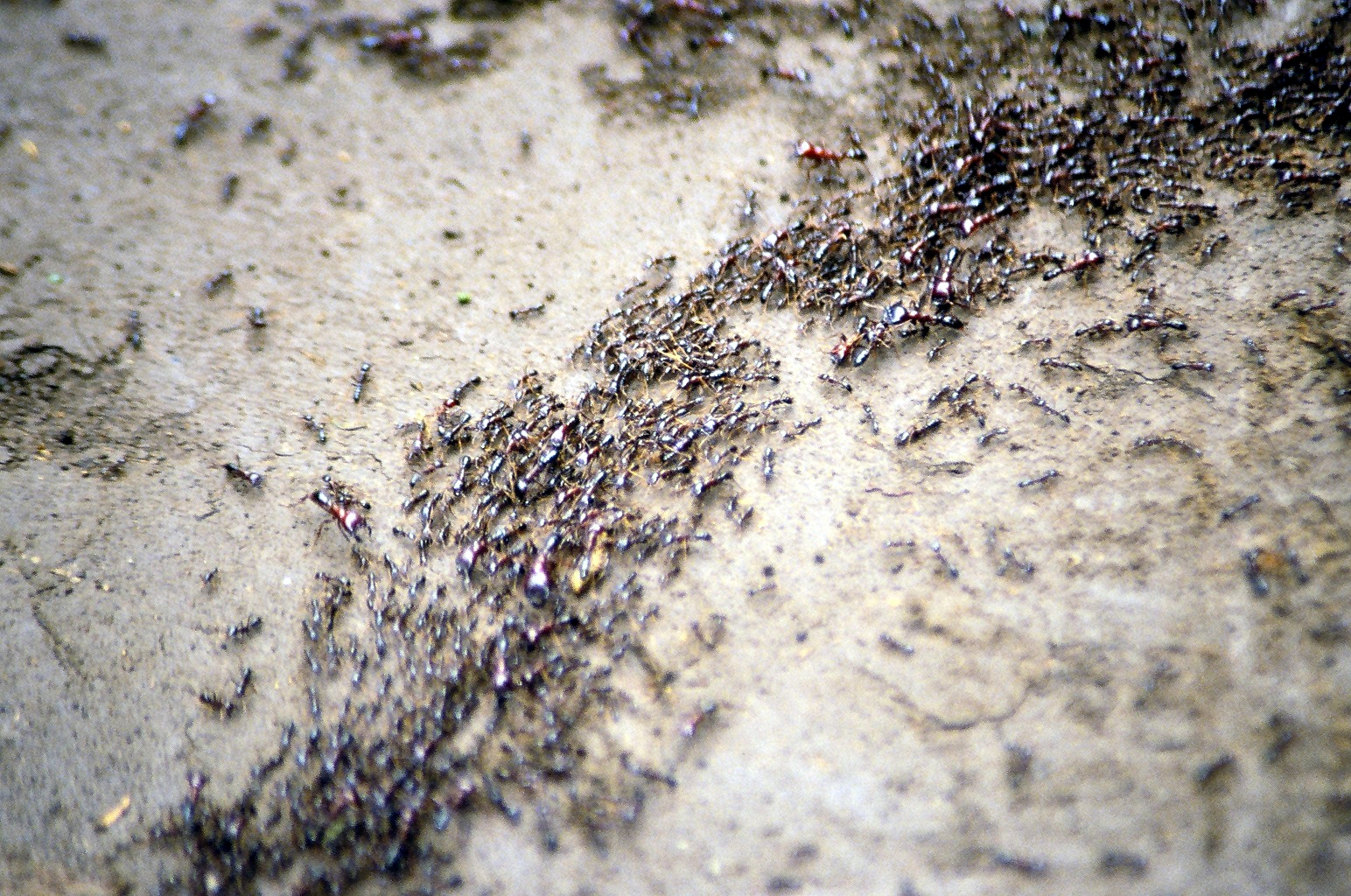ant-colony.jpg