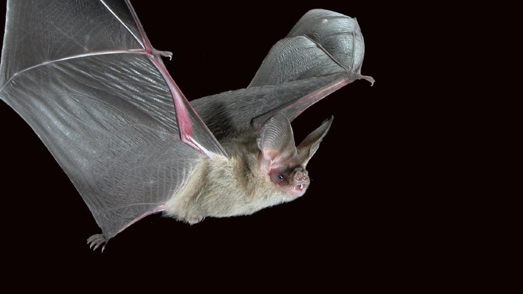 microbat.jpeg