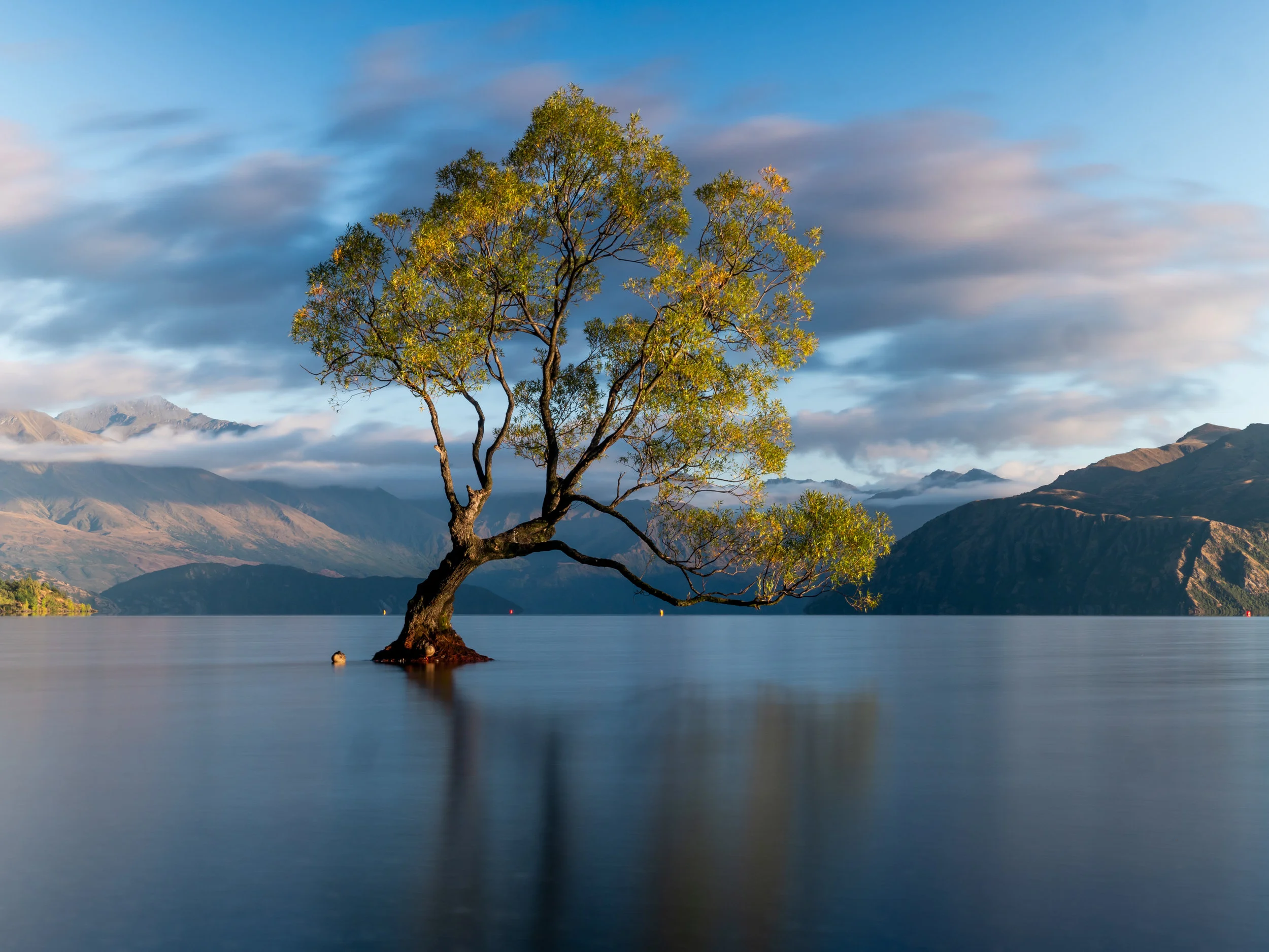 Wanaka Tree.jpg
