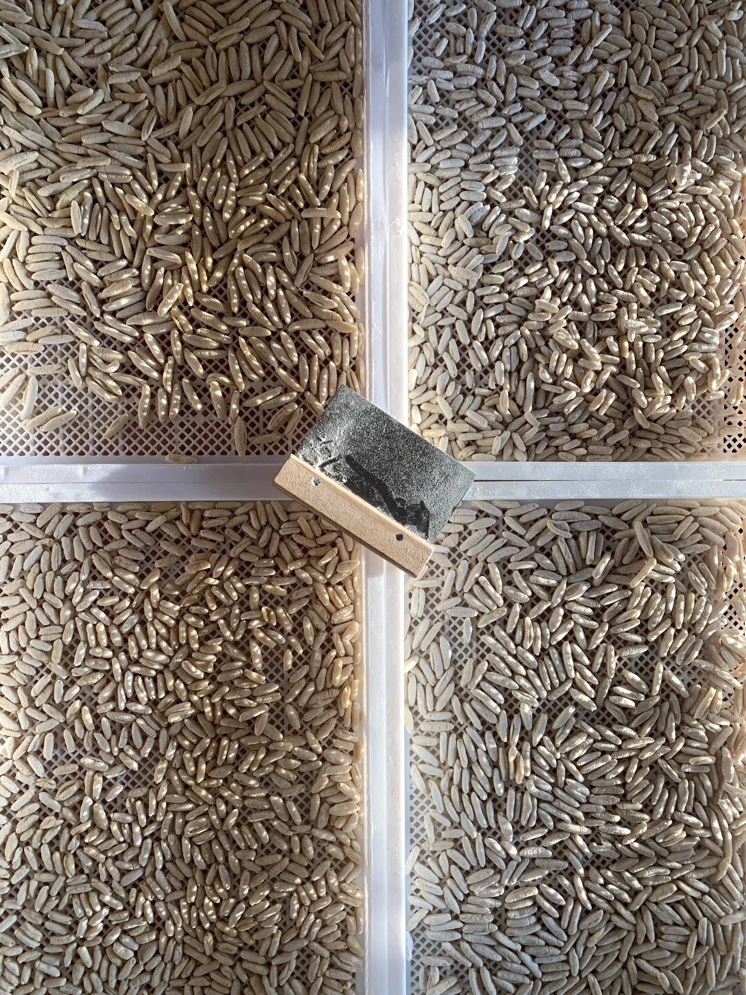 cavatelli (overhead).jpg