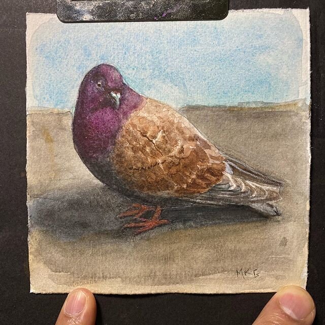#watercolor #pigeon #bird #painting #isolation #birdart