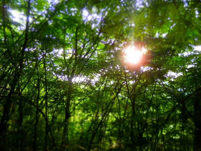 Jungle-and-sun.jpg
