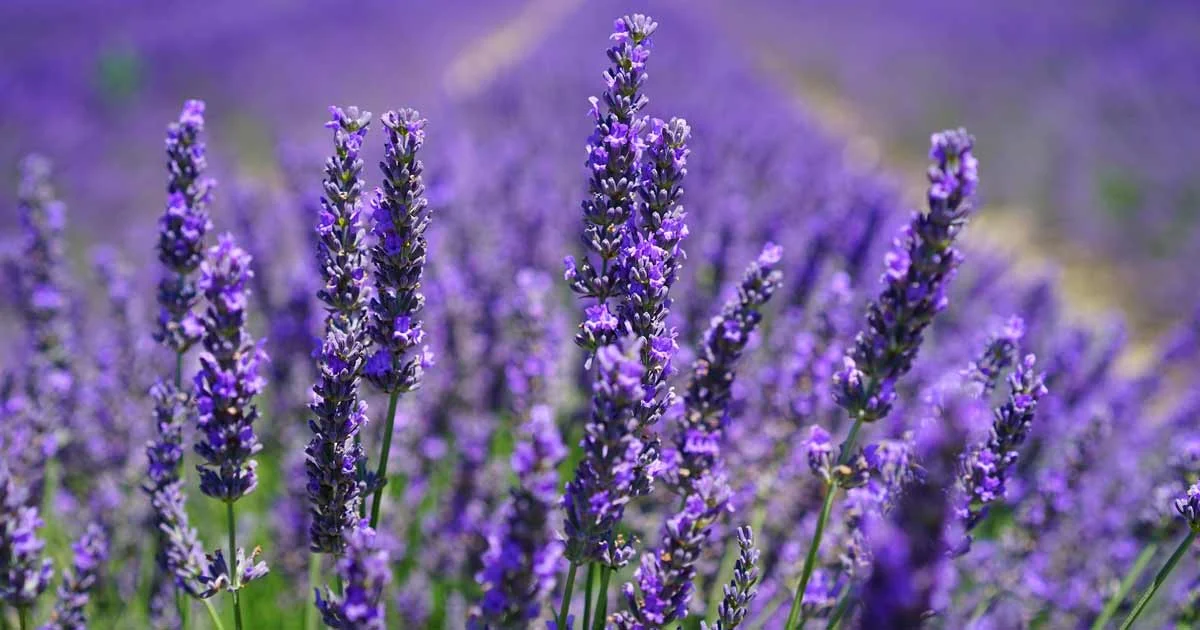Lavander.jpg
