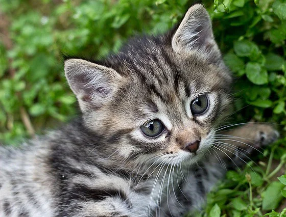 Kitten.jpg