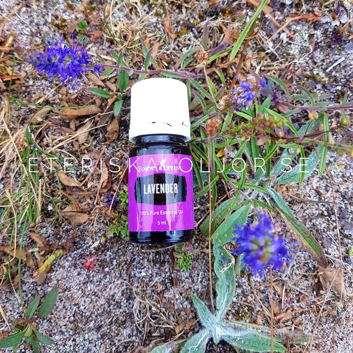Lavender.jpg