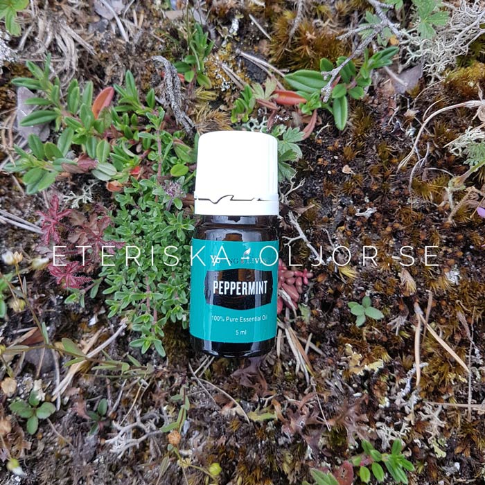 Peppermint.jpg