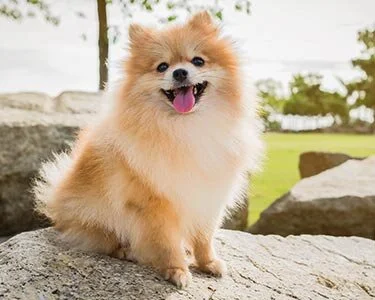 Mr Stuber's Dog