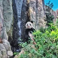 Panda at the zoo