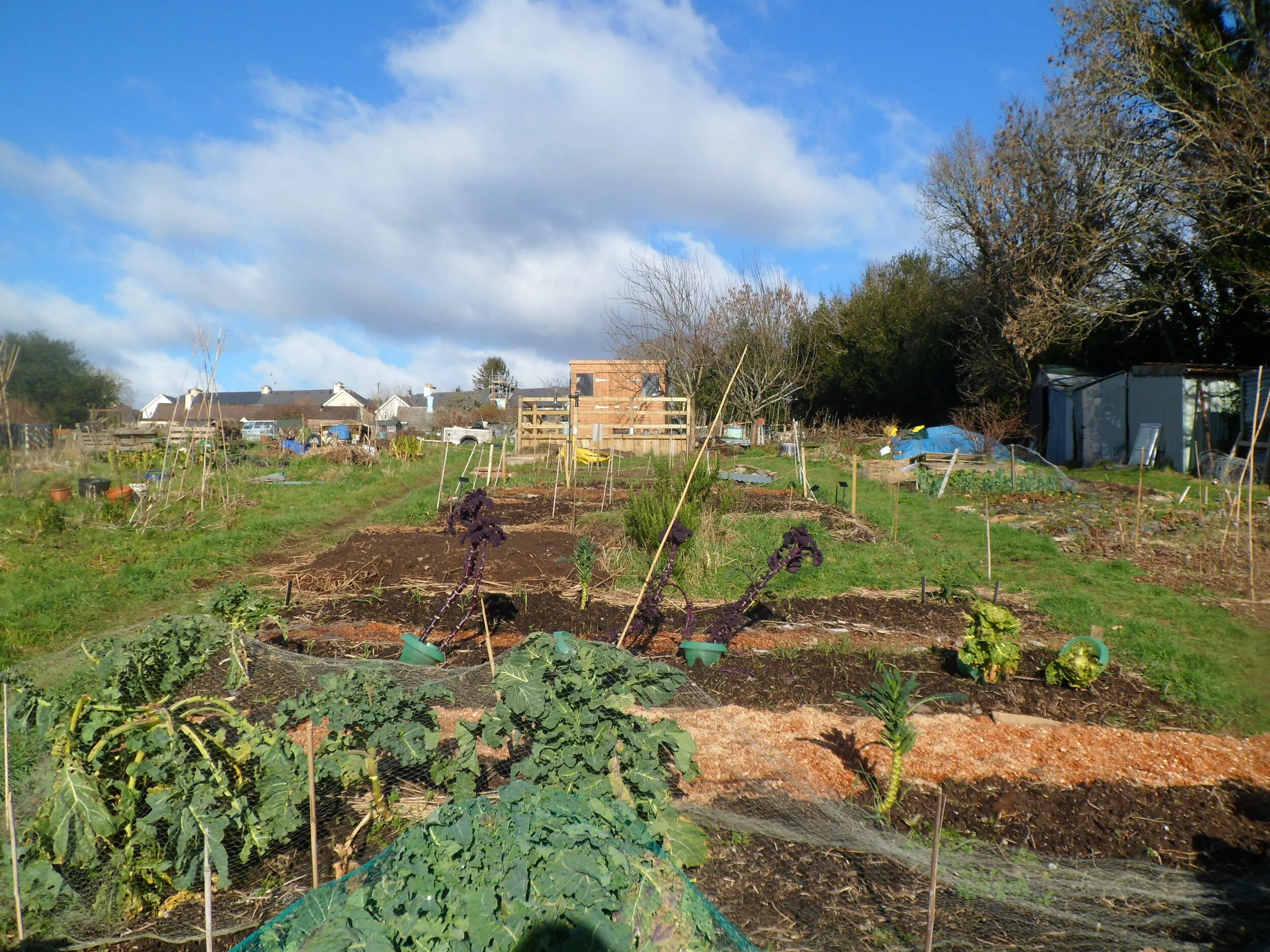 Our Community Allotment and Green Prescribing