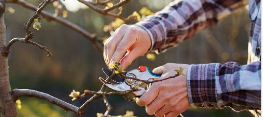 Tree Pruning Workshop