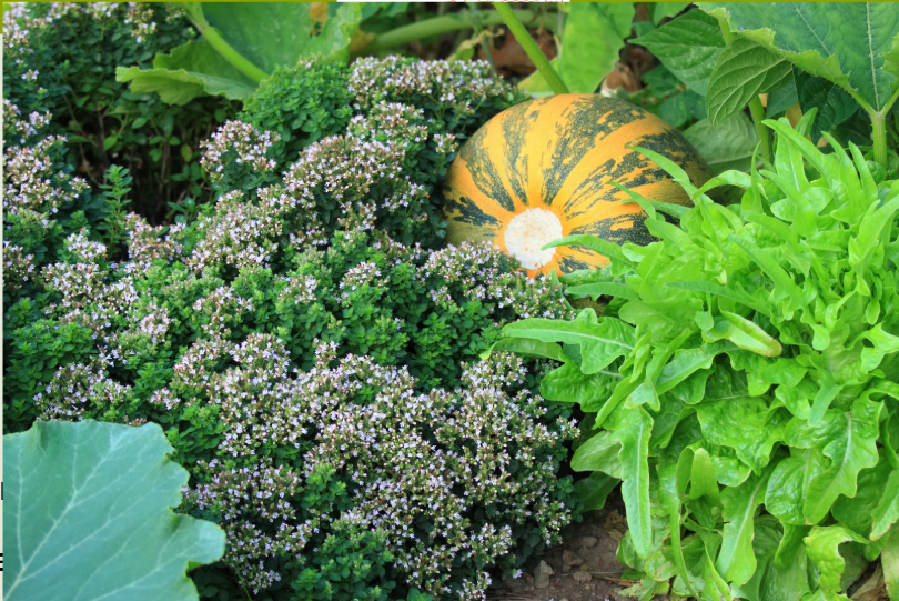 Talk - The Mystery of Plants