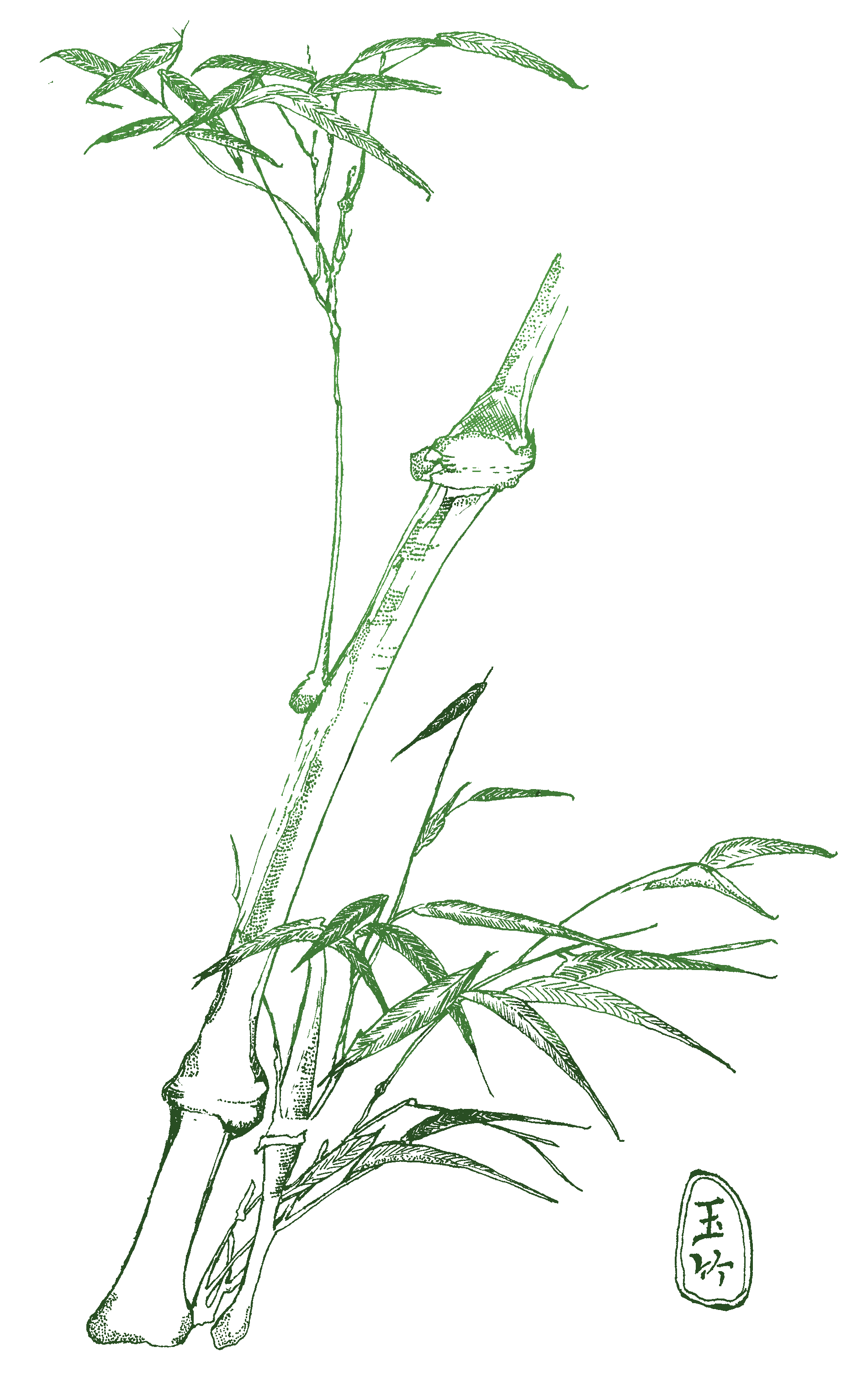 Root Stem &amp; Branch 