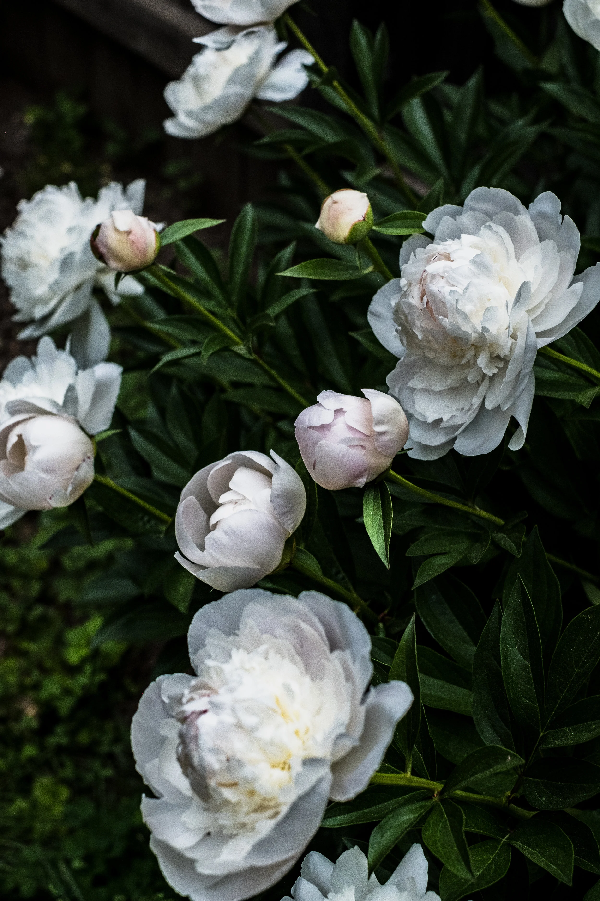 How to move a peony bush without upsetting the fairies