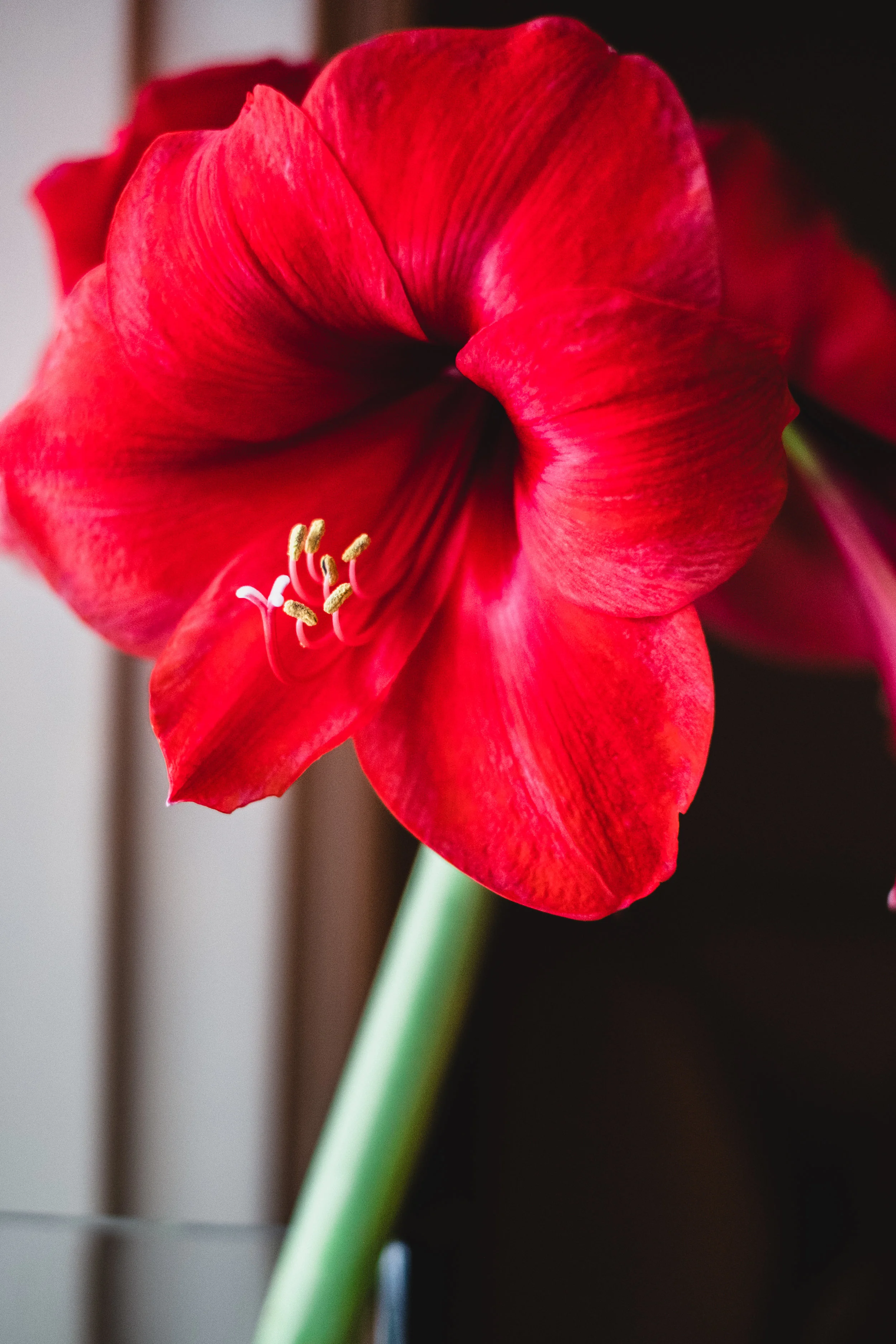 Amaryllis; a plant for the holiday and beyond