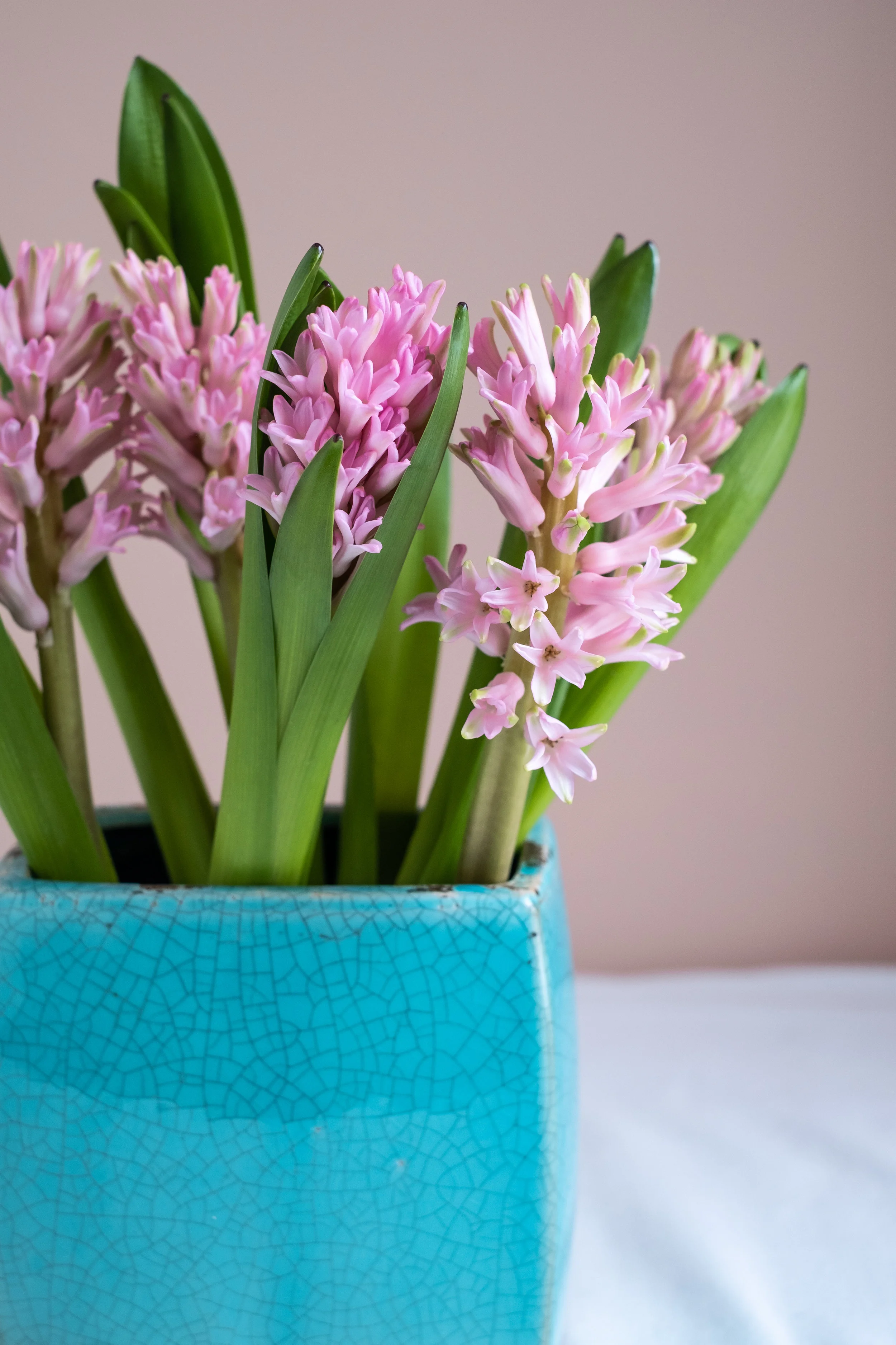 pink hyacinths in turquoise vase