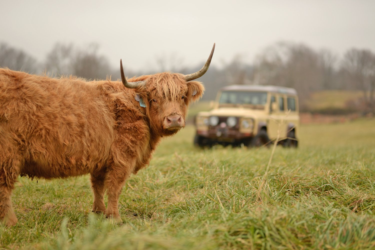 Scottish Highland Cattle  Busch Gardens Williamsburg