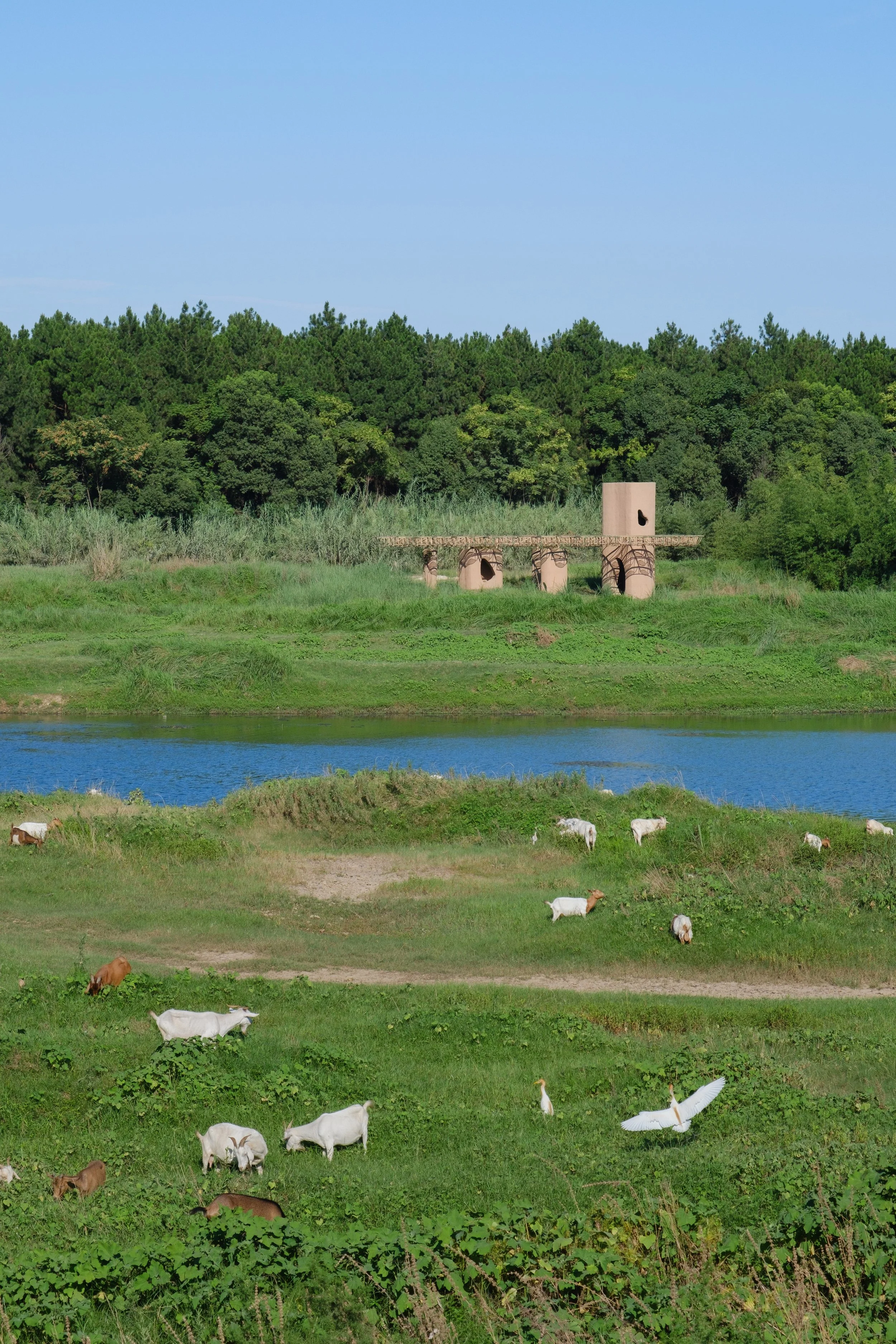 6-场地丰富的动植物生态 The rich plant and animal life of the site. ©张超 Chao Zhang.jpg