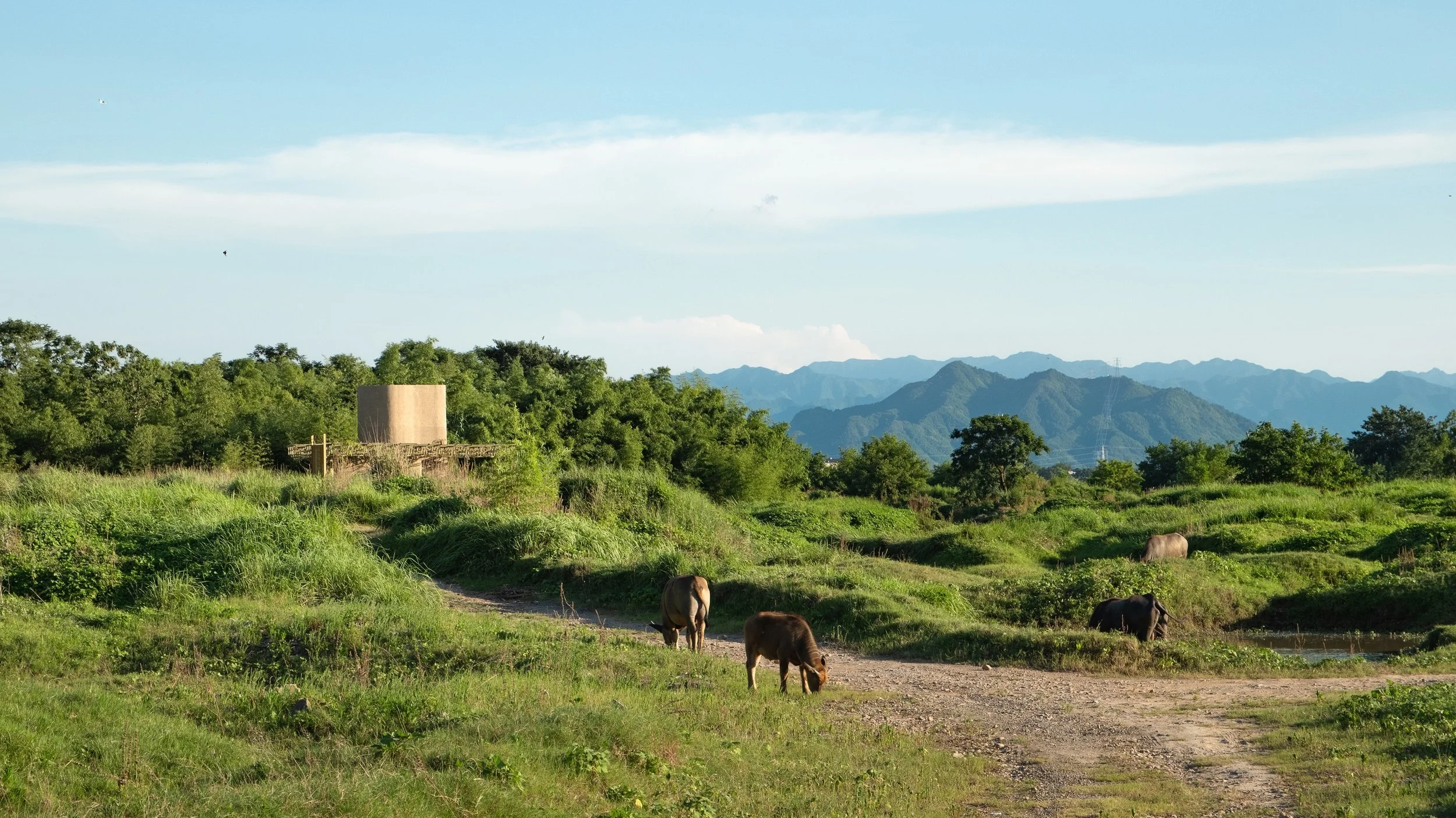 8-场地丰富的动植物生态 The rich plant and animal life of the site. ©张超 Chao Zhang.jpg