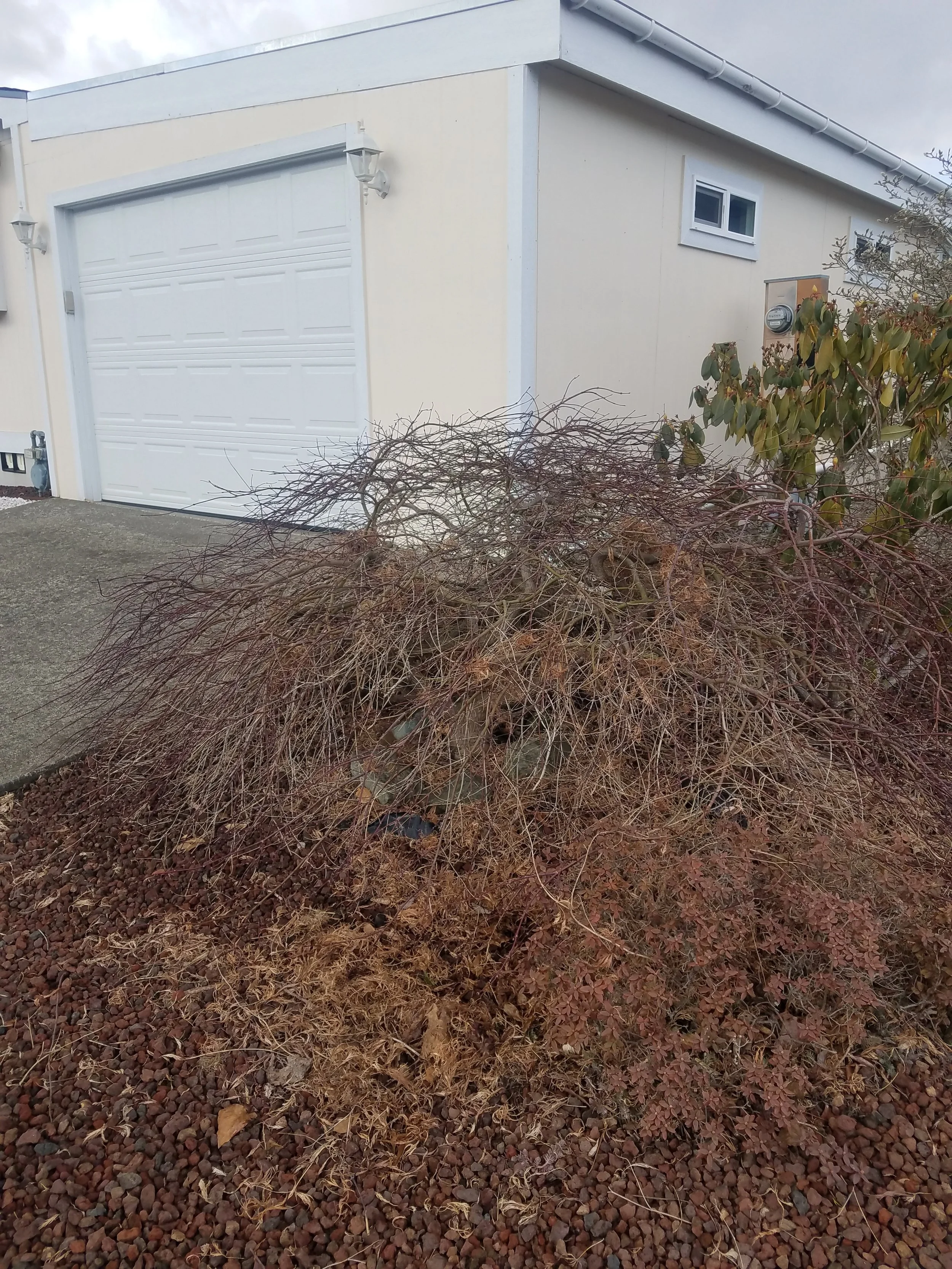 BEFORE- NEGLECTED JAPANESE MAPLE