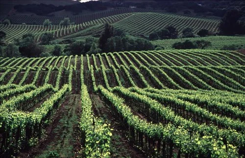 Hospitality Funding Advises Cambria Hotels Expansion in Sonoma County, California.jpg