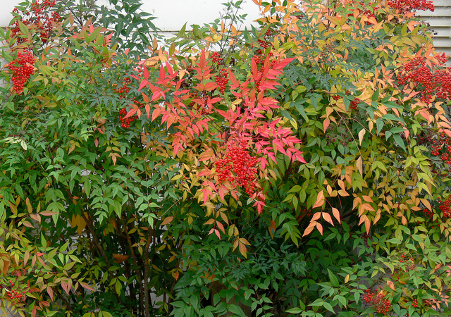nandina-domestica-automne-haie.jpg