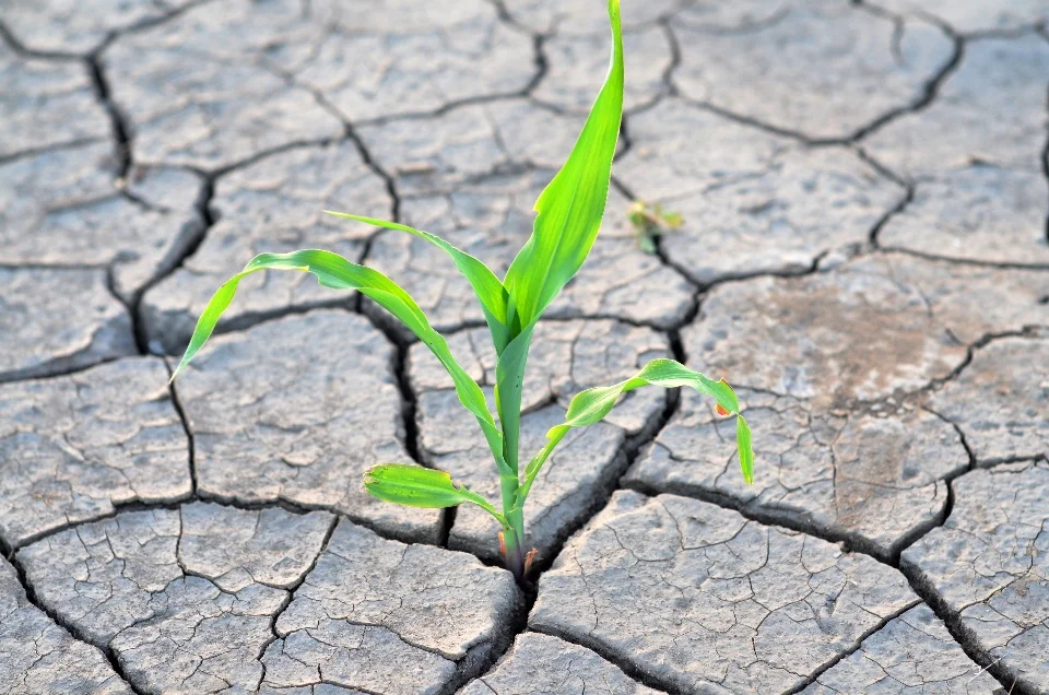 drought.jpg