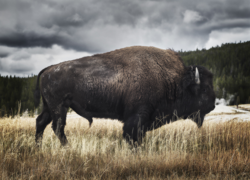 Yellowstone Bison (Copy)