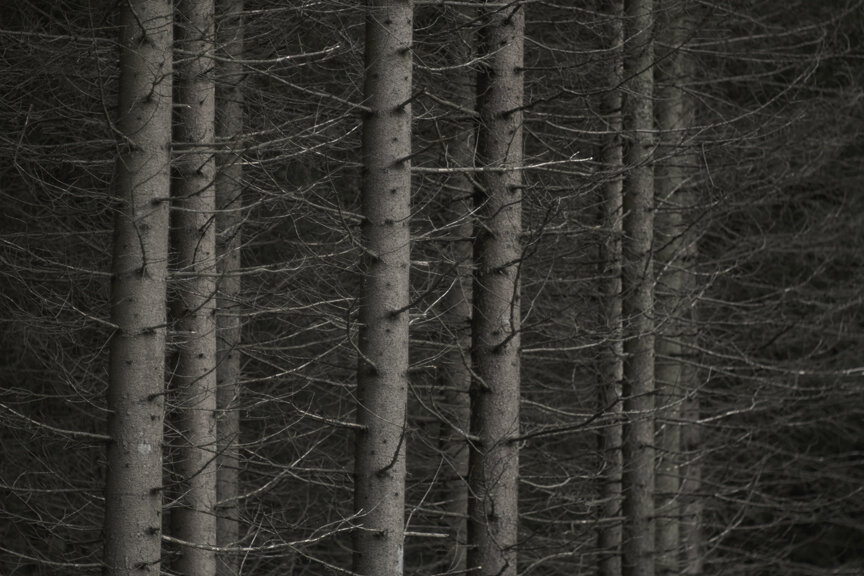 Europe Trees 2018 4503 (Copy)