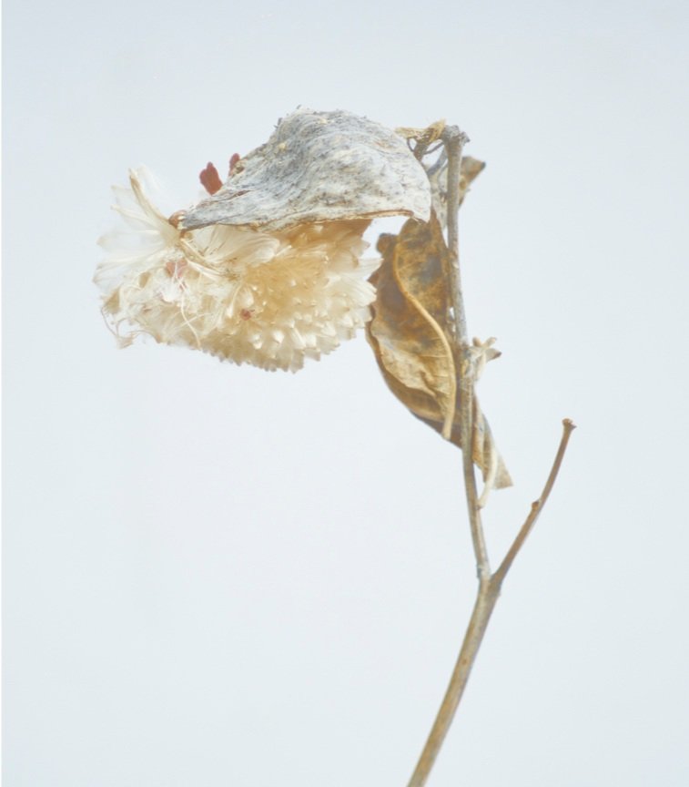 AWHC Milkweed