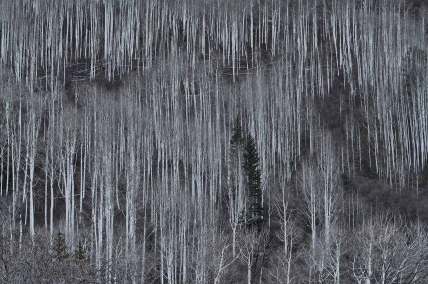 La Sal Aspens (Copy)