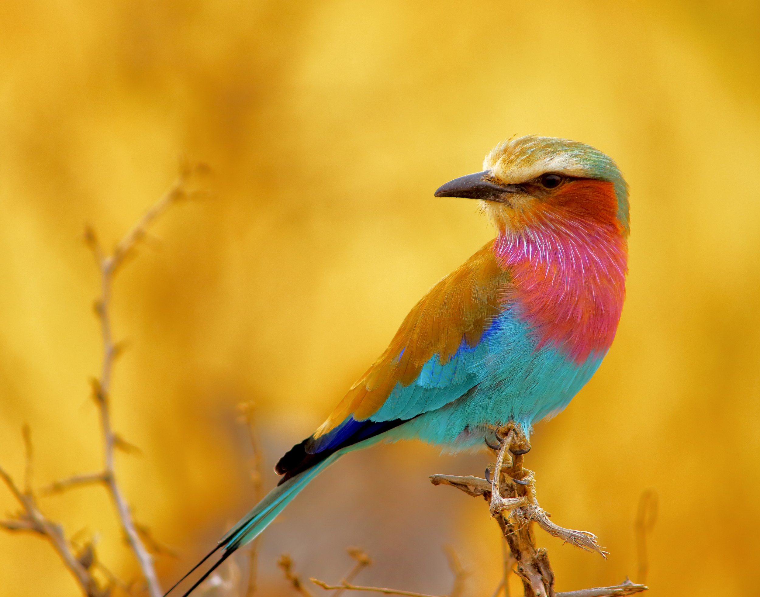 Africa Bird Color (Copy)