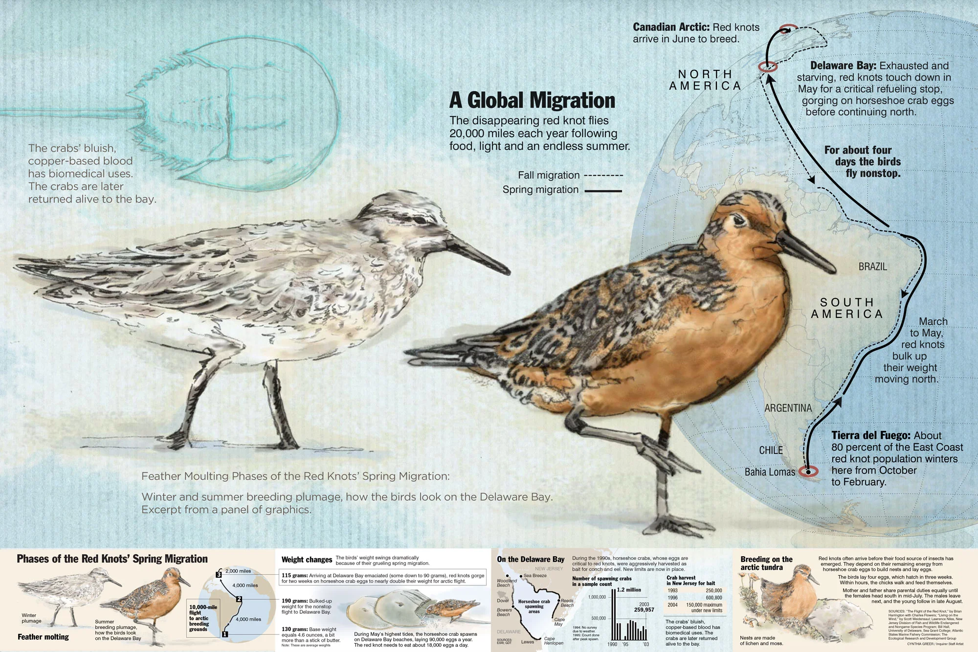 Red-Knots-work_2.jpg