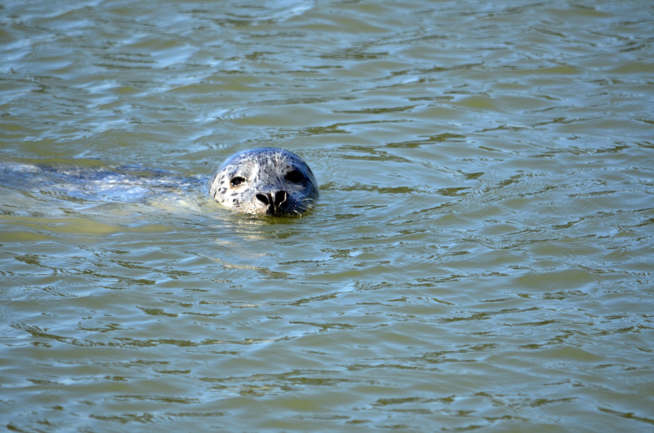 A gentle seal is curious.jpg