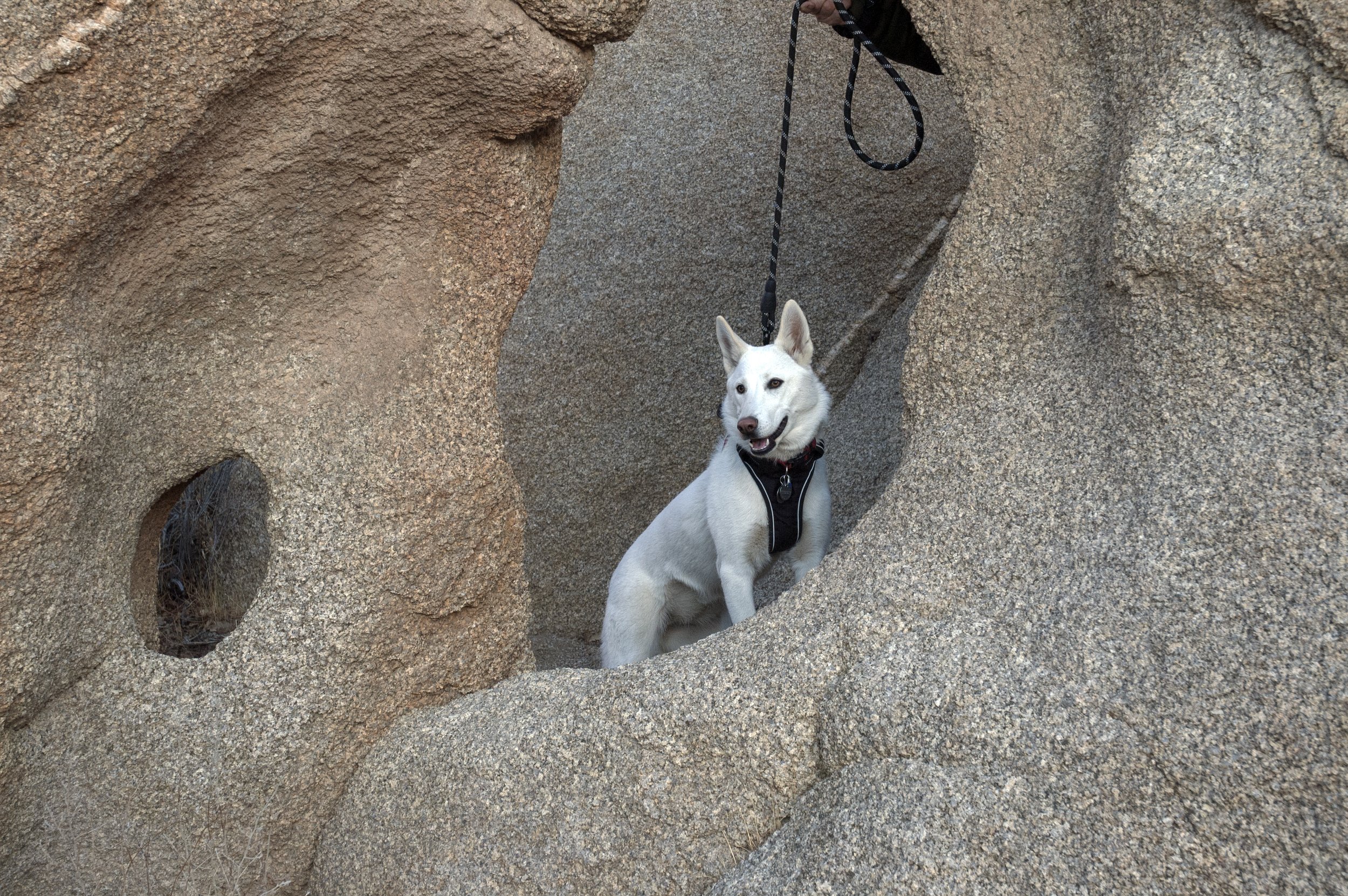 Millie at Joshua Tree.jpg