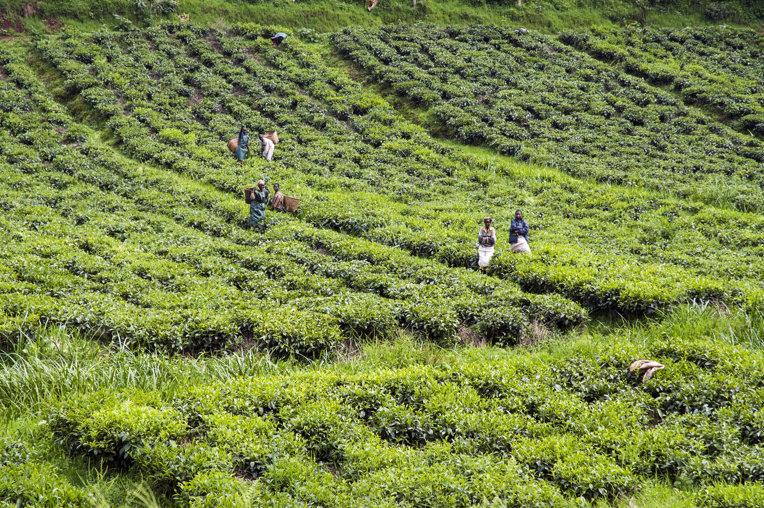 Tea Fields Rwanda.jpg