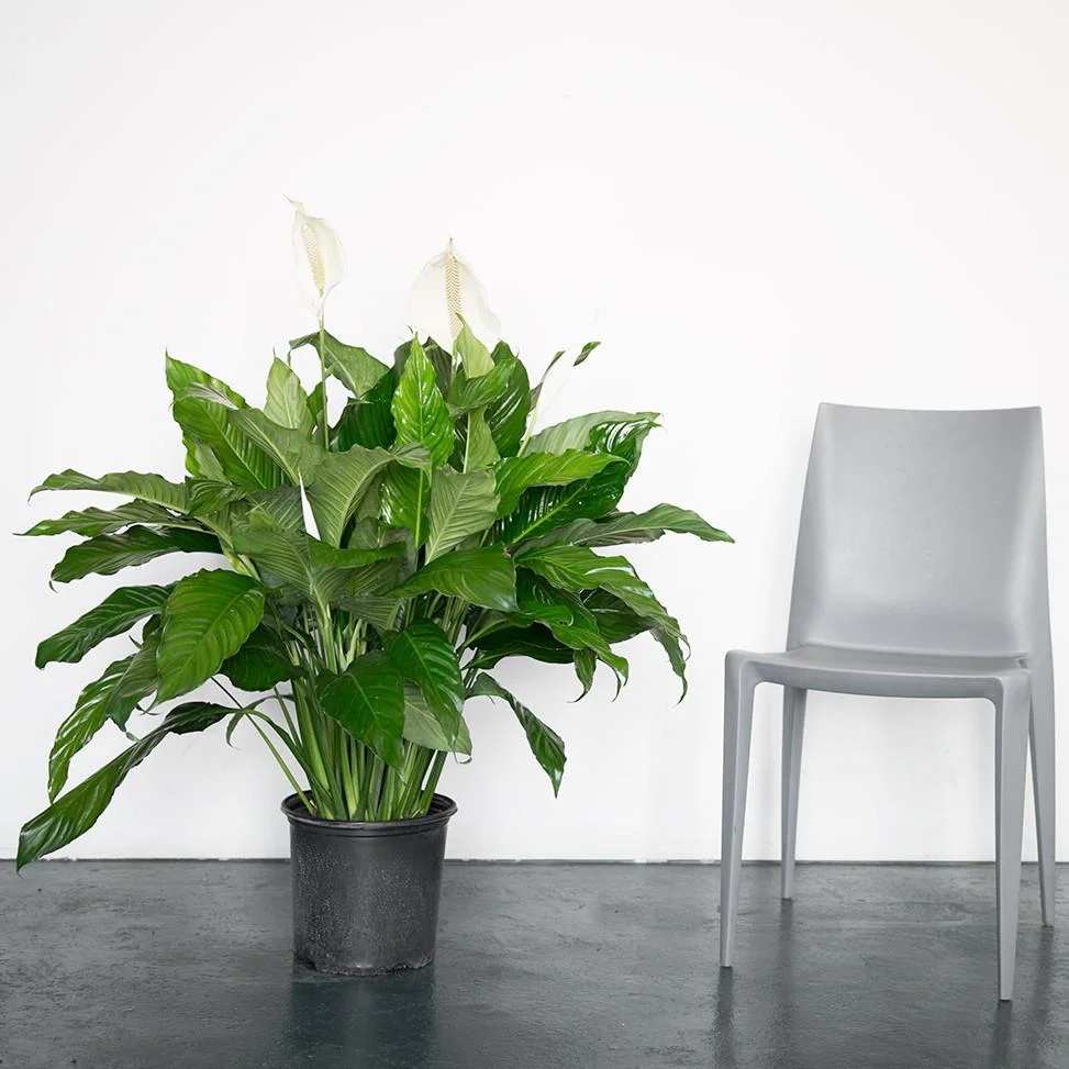 peace-lilly-nyc_a326abef-b8e4-4946-8bf7-f1d7e2b8da7a_2000x.jpg