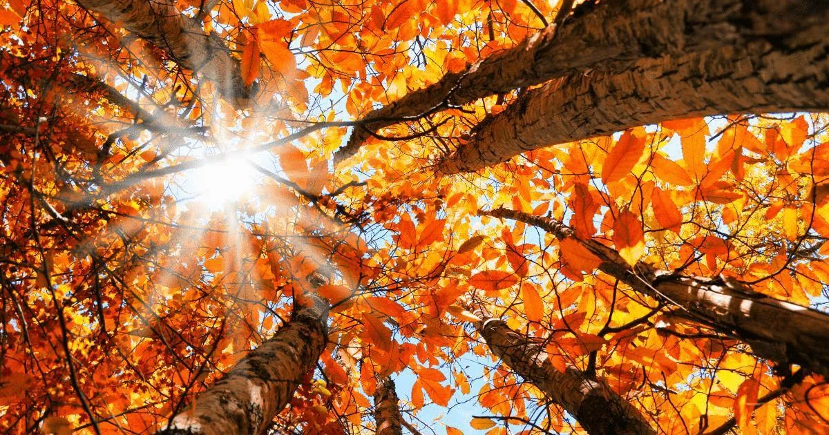 autumn-leaves-equinox.jpg