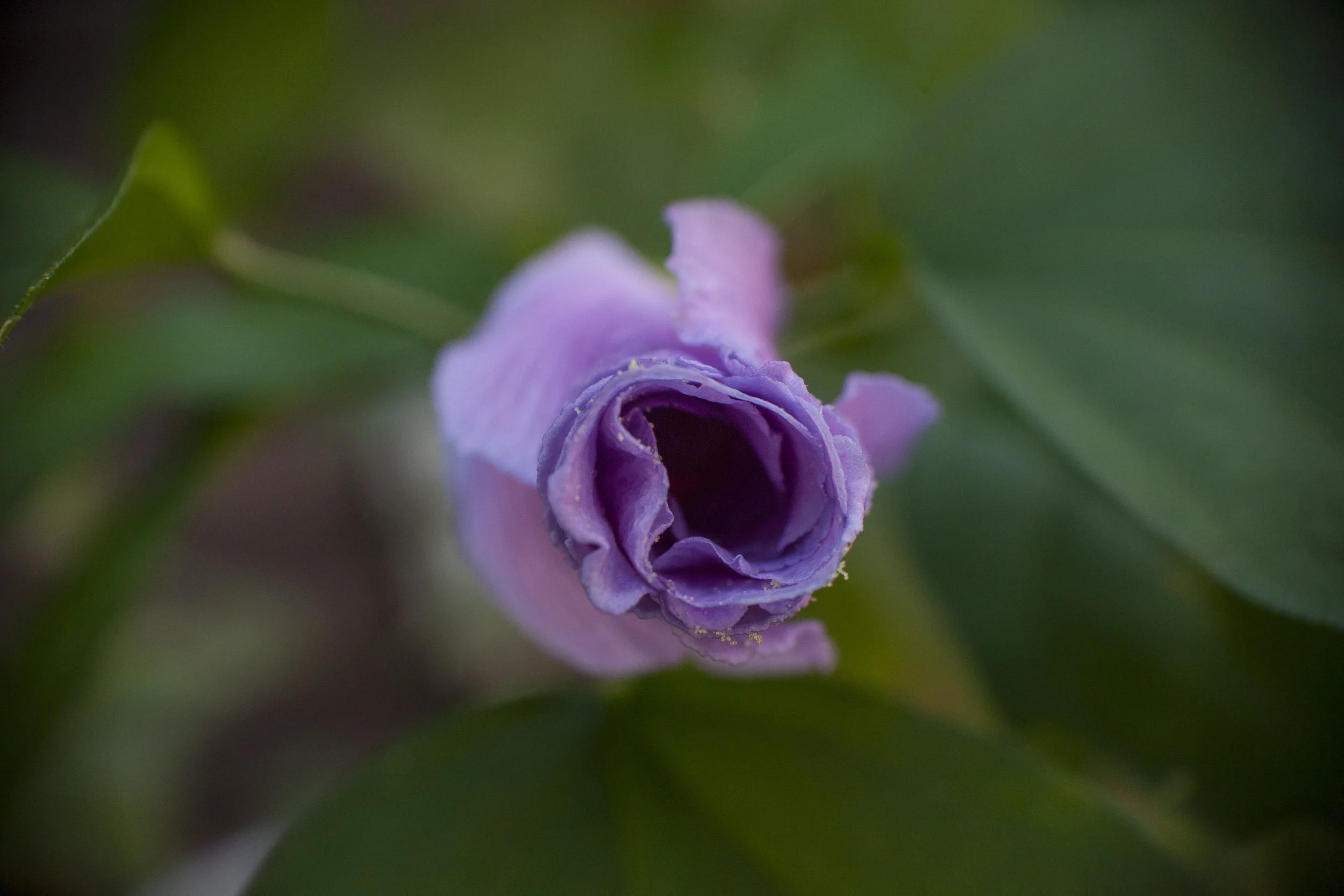 IMG_0358e.jpg