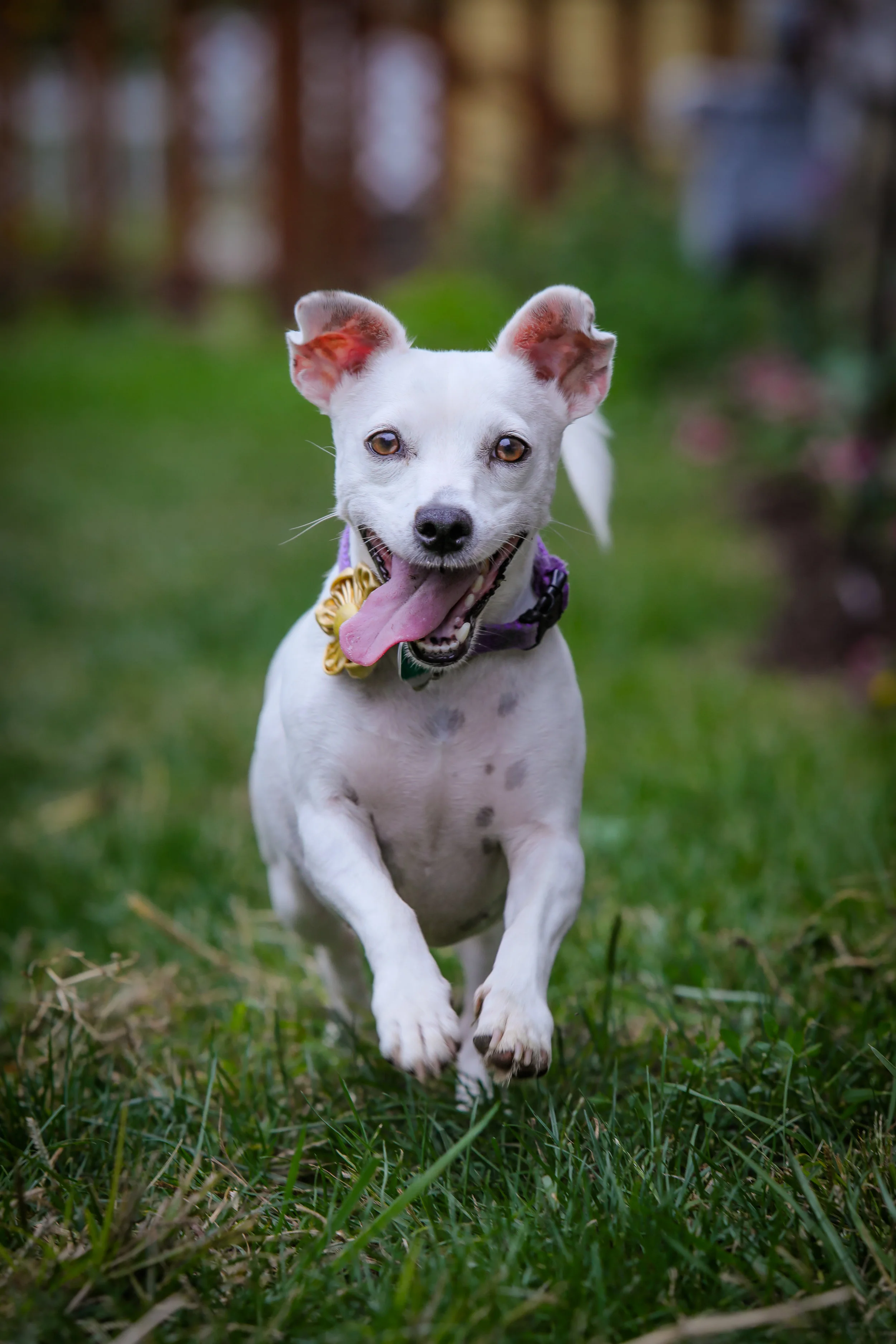 Dogs_Sept2018_17.jpg