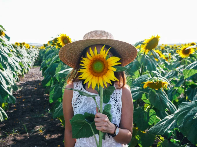 The Sunflower Route — Winnie Van