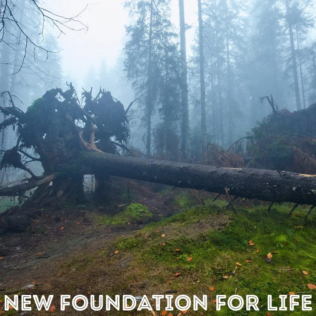 A Time to Uproot, A Time to Plant: Trusting God’s Radical Love