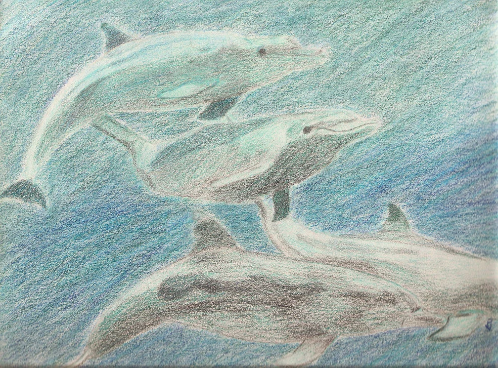 dolphins_w.jpg
