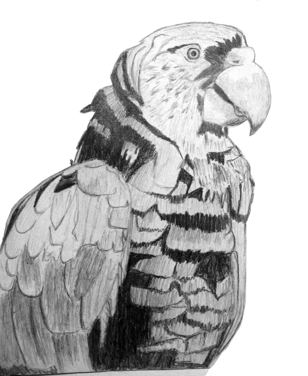 parrot_w.jpg