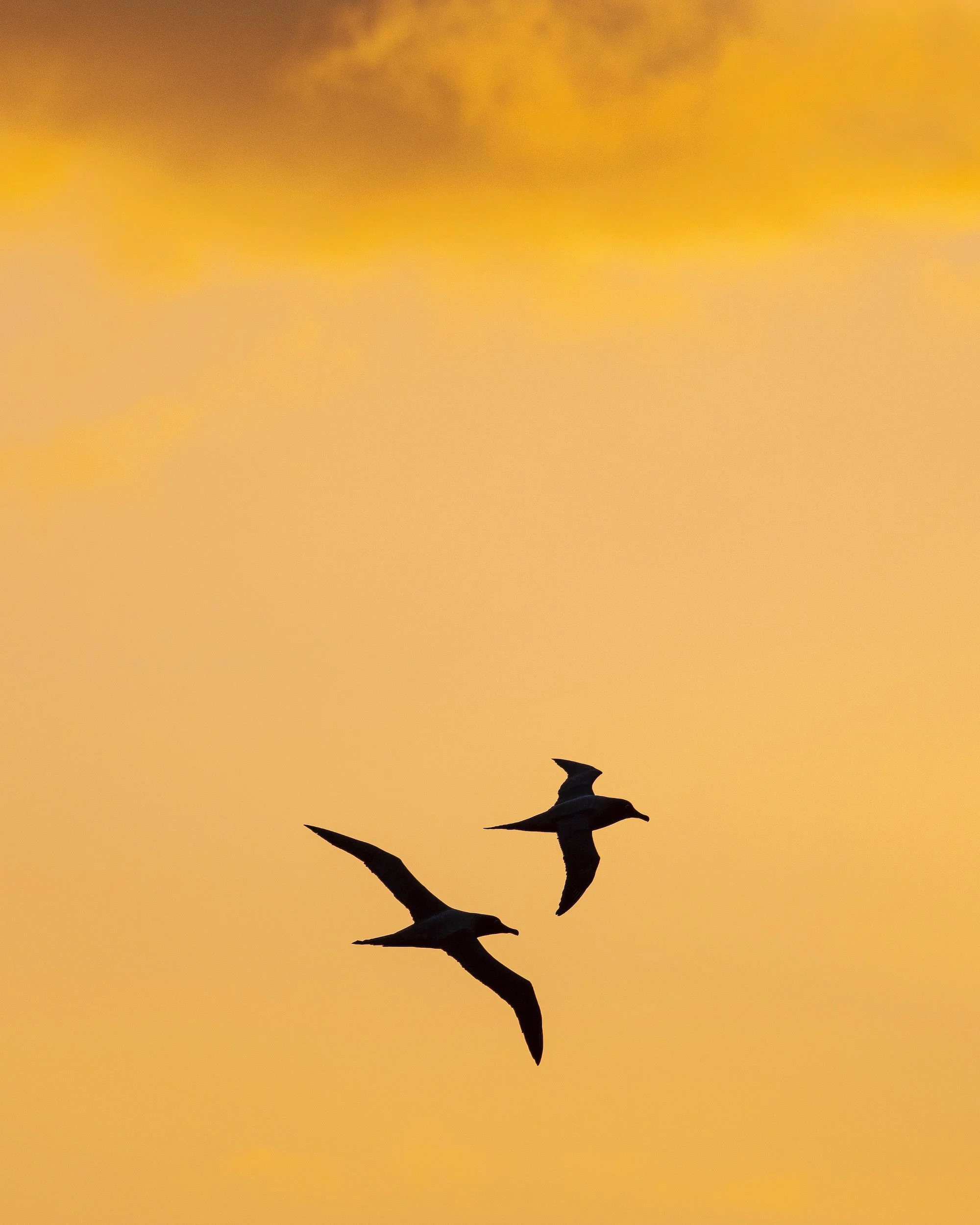 Sub Antarctic - 1 of 19.jpeg