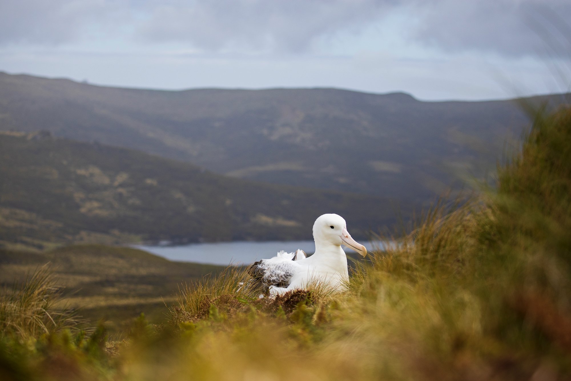Sub Antarctic - 3 of 19.jpeg