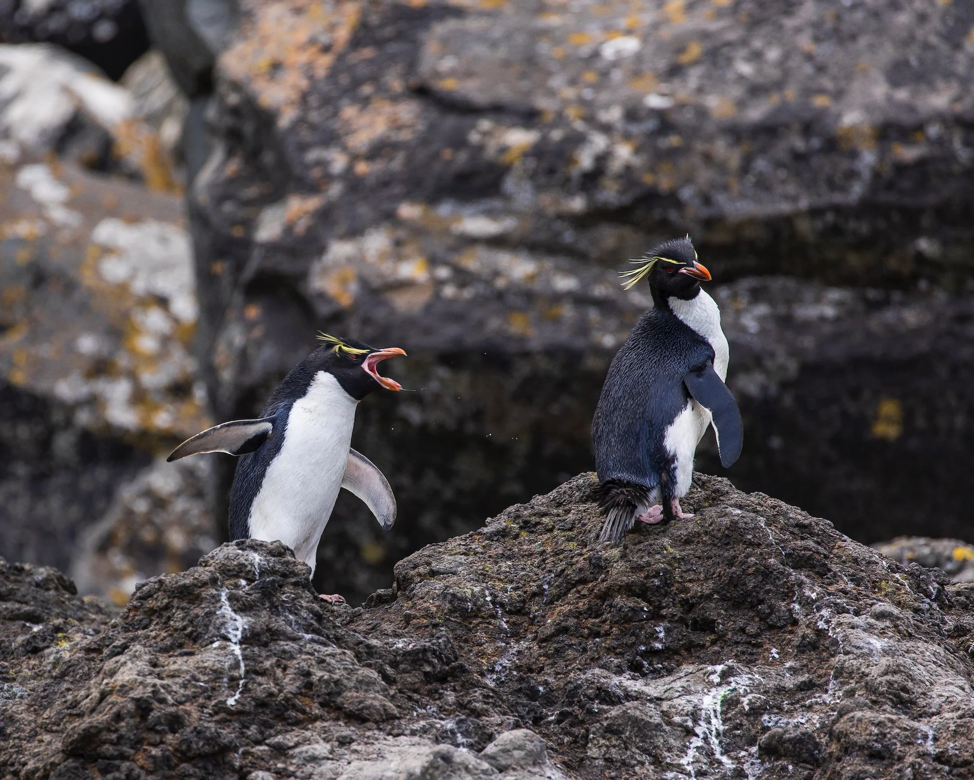 Sub Antarctic - 6 of 19.jpeg