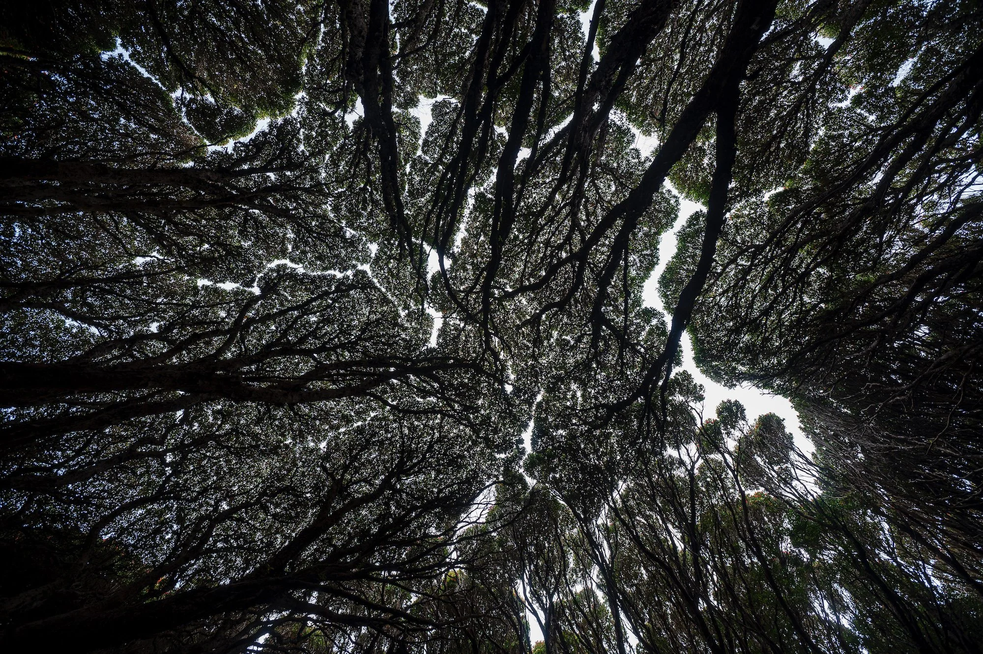 Sub Antarctic - 8 of 19.jpeg