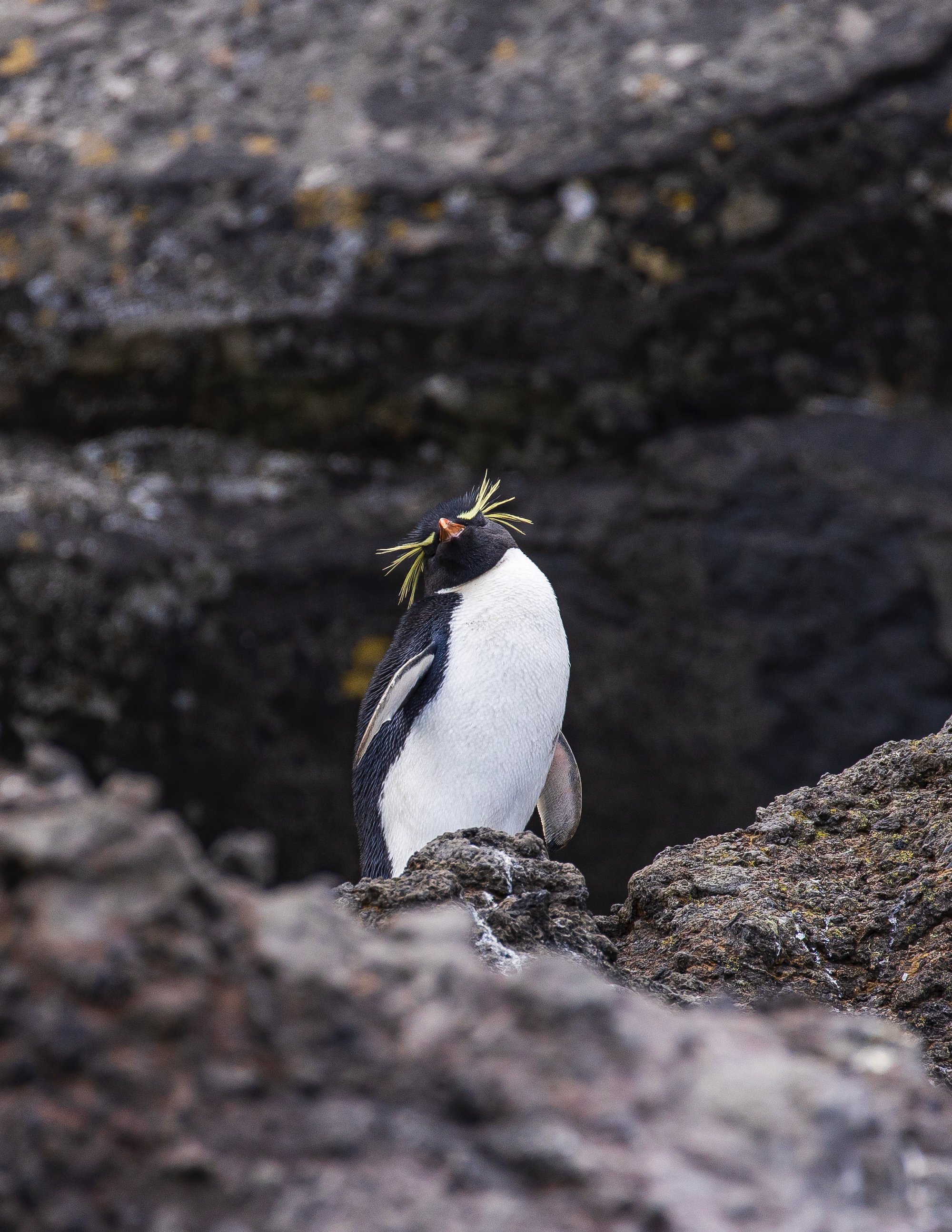 Sub Antarctic - 7 of 19.jpeg