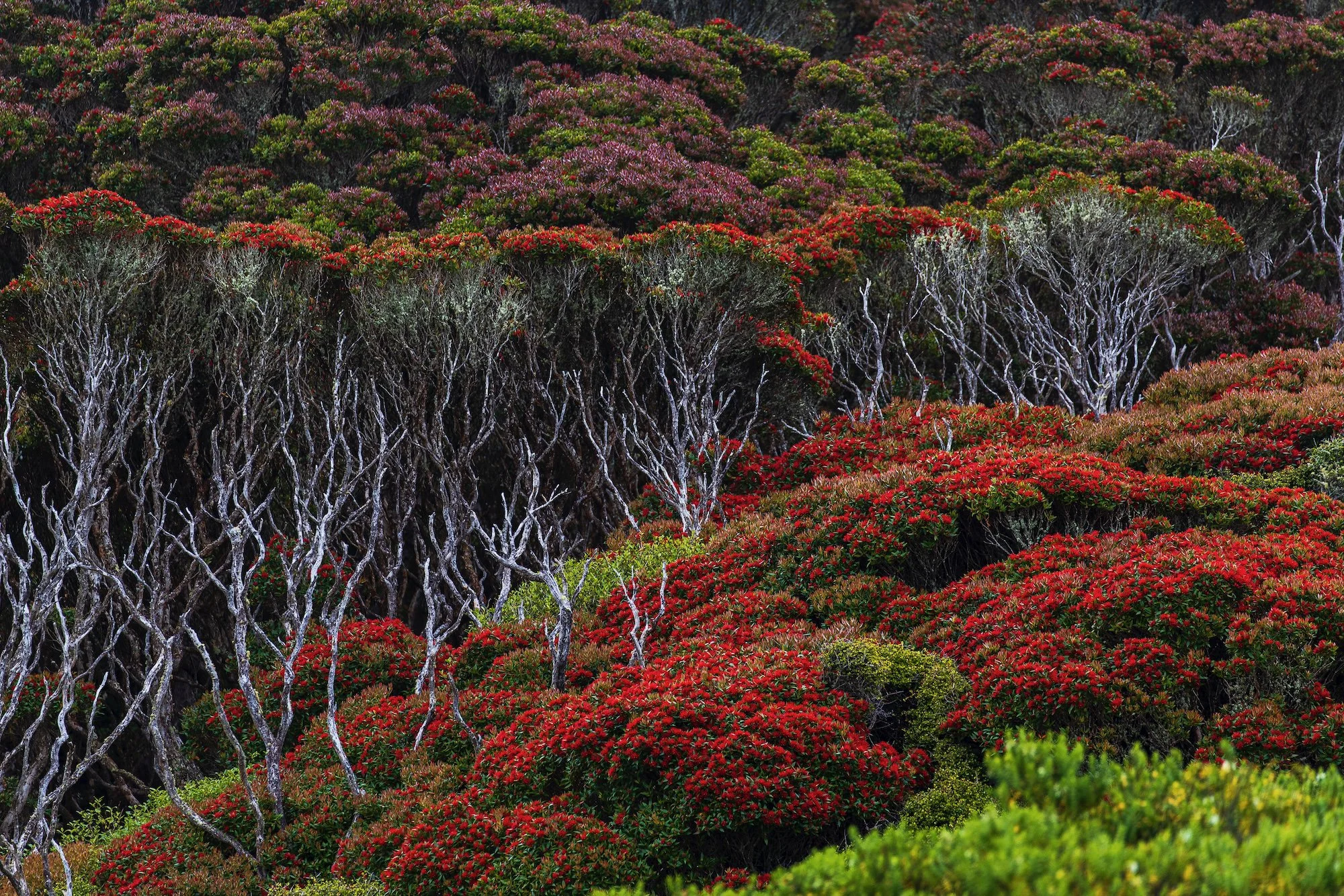 Sub Antarctic - 9 of 19.jpeg